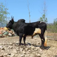 ۳تا ورزا کوله گاو نر شاخ کول پلمپ