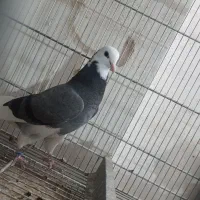 جوجه کبوتر پرشی نرو ماده ضمانتی قم