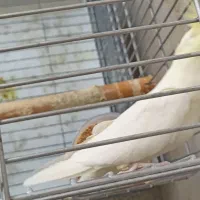 عروس هلندی جفت|پرنده|رودهن, |دیوار