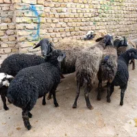 شیشک بره دار جوان