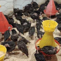 فروش جوجه بوقلمون برنز انگلیسی 65 روزه