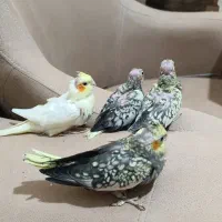 جوجه عروس هلندی نرمخور