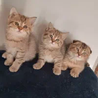 بچه گربه اسکاتیش فولد و بریتیش