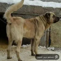 سگ سرابی 4ساله