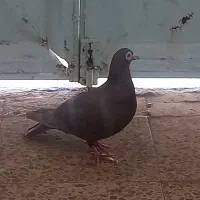 کبوتر|پرنده|اهواز, منبع اب|دیوار