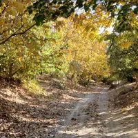 پوسته بادام