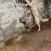 توله ماده سرابی