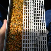 عسل صدرصد طعبیی کوهستان|خوردنی و آشامیدنی|تهران, ترمینال غرب|دیوار