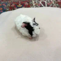 خوکچه هندی سالم و پر انرژی و بازیگوش