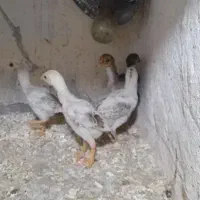 جوجه لاری۳ماهه