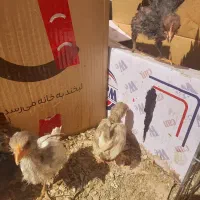 جوجه مرغ گلین گیل لری|حیوانات مزرعه|کرج, شهرک فهمیده|دیوار
