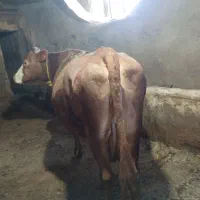 گاو سیمینتال شیری