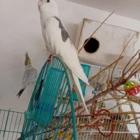 عروس هلندی دوکت البینو