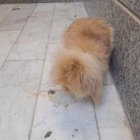 خرگوش لپی|موش و خرگوش|اصفهان, کوجان|دیوار