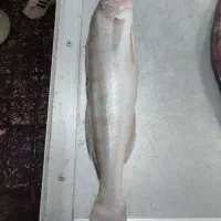 ماهی تازه دریایی|خوردنی و آشامیدنی|تهران, میرداماد|دیوار