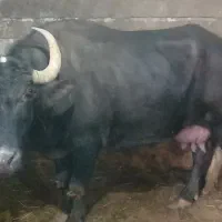 گاومیش شکم سوم با دستگاه و دست دوشیده می شود