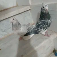 کفتر|پرنده|سبزوار, کهنه آب|دیوار