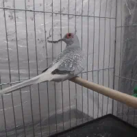 فنچ طوطی سهره|پرنده|تهران, تهرانسر شرقی|دیوار