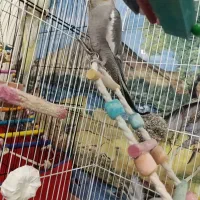 عروس هلندی نر و ماده|پرنده|ورامین, خیر آباد|دیوار