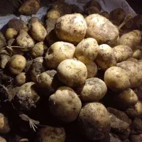 سیب زمینی بذری|حراج|درگزین, |دیوار