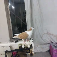کفتر ساده زد|پرنده|مشهد, رده|دیوار