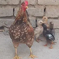 مرغ سالم با جوجه
