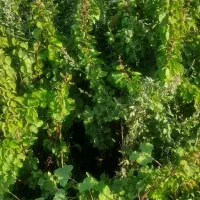 نهال گلدانی آماده کاشت....|خدمات باغبانی و درختکاری|زنجان, |دیوار