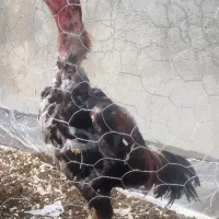 خروس لاری اصیل و نصل دار