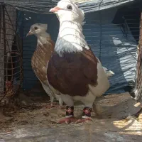 طوقی آبادانی صرب سرک سرور دورگ