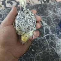 جوجه عروس هلندی