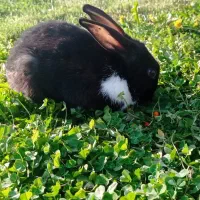 خرگوش|موش و خرگوش|لنجان, |دیوار