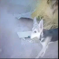 دو سگ ۹ ماه ماده گم شده