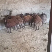 گوسفند زنده و گوشت تازه کلی و جزئی گلبهار نوبهار