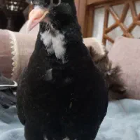 جوجه پلنگ دسی|حیوانات|رفسنجان, |دیوار