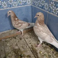کفتر زردی|پرنده|کاشان, پاقپان|دیوار