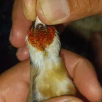 سهره نشون دار