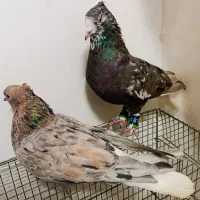 کبوتر هفترنگ دم سفید جفت|پرنده|مشهد, انقلاب|دیوار