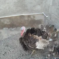 یک عدد بوقلمون نر