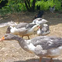 5 عدد غاز 6 ماهه