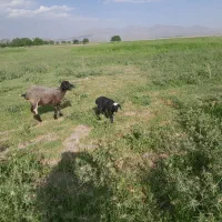 میش بره|حیوانات مزرعه|رابر, |دیوار