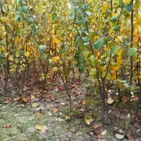 نهال به صادراتی مخصوص شمال.تعداد محدود