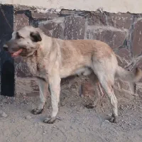 سگ نگهبان|سگ|بومهن, |دیوار