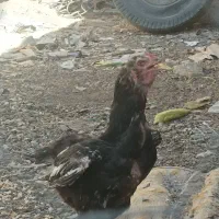 مرغ وخروس لاری