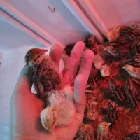 بلدرچین 1 تا 17 روزه|حراج|تالش, تالش|دیوار