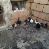 9عدد کفتر گرفتنی