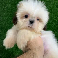 سگ های آپارتمانی|سگ|رشت, لاکانی|دیوار