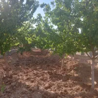 فروش-باغچه-ماهدشت
