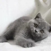 بچه گربه بریتیش بلو|گربه|تهران, اختیاریه|دیوار
