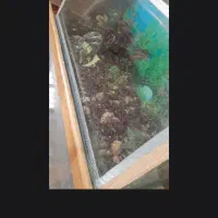 ماهی|ماهی|زابل, |دیوار