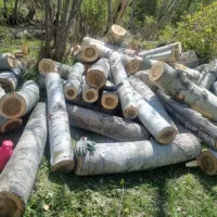 خرید چوب ودرختان تر و خشک